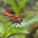 Image of Rhodothemis lieftincki Fraser 1954