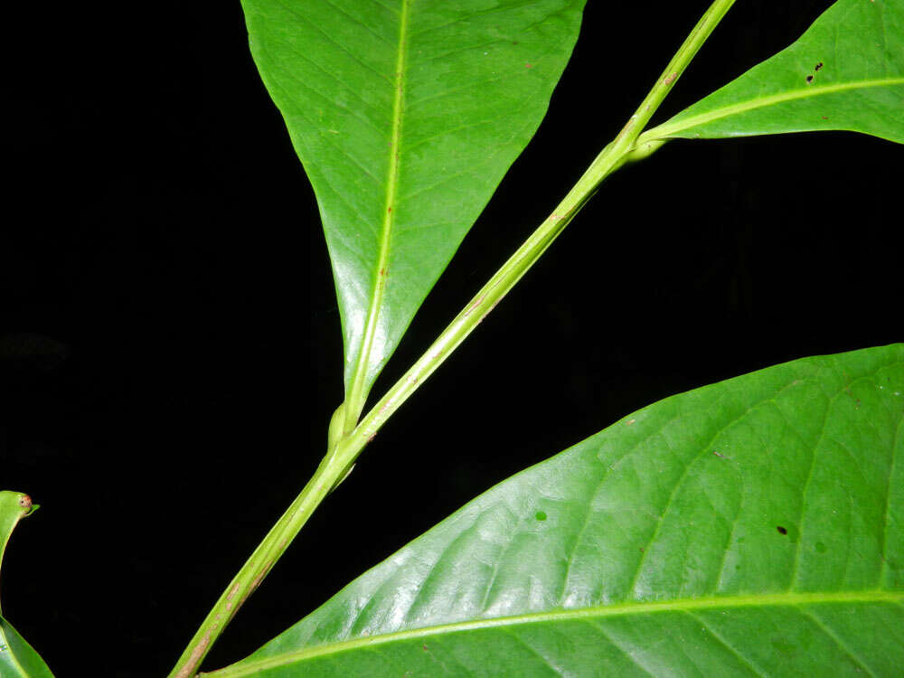 Image de Humiriaceae