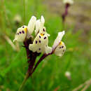 Image of Linaria amethystea (Vent.) Hoffmgg. & Link