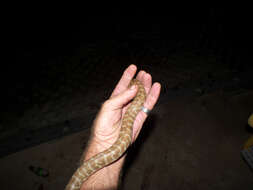 Image of pythons