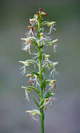 Image of Fringed orchids