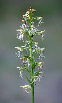 Image of Fringed orchids