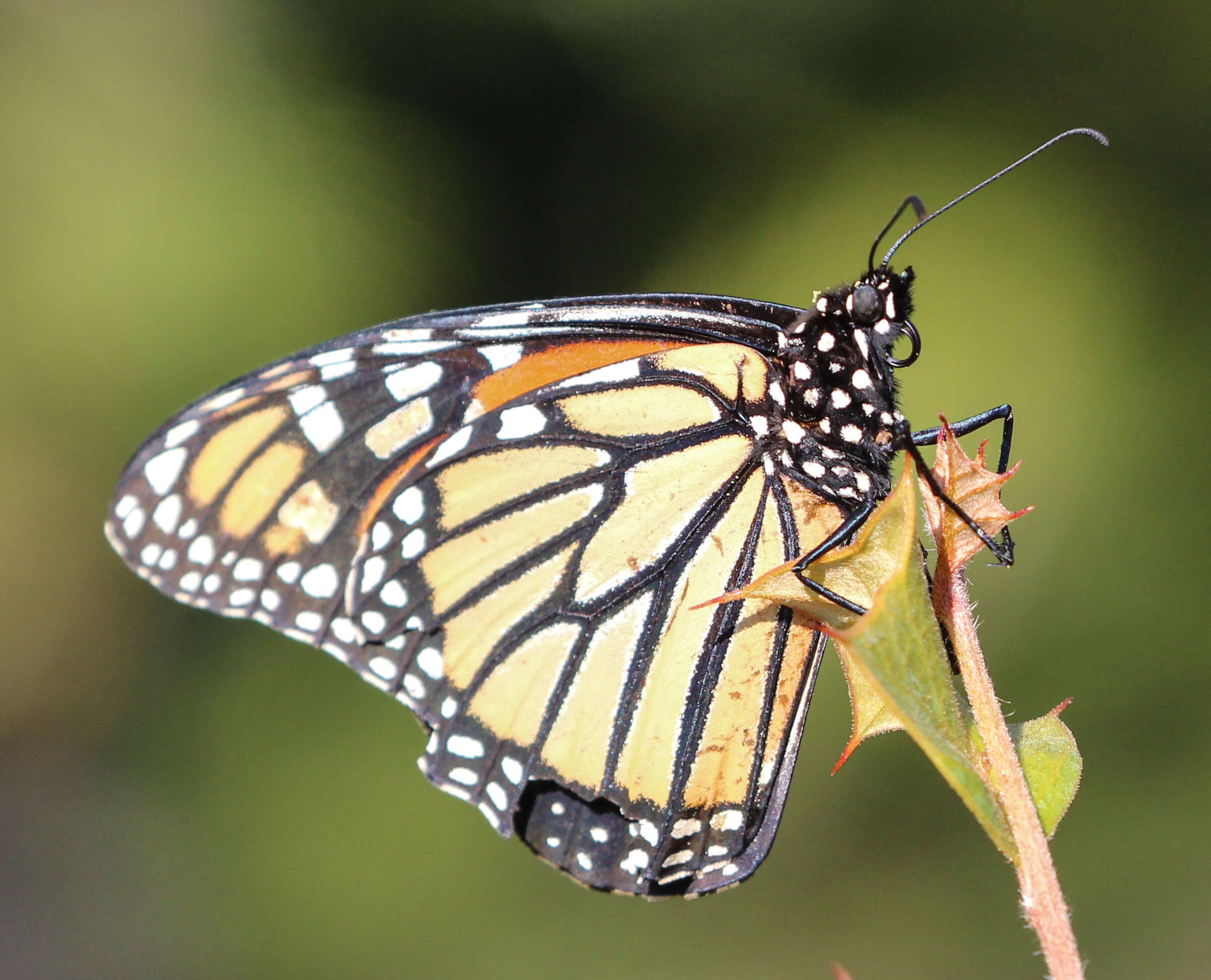 Image of Monarch Butterfly