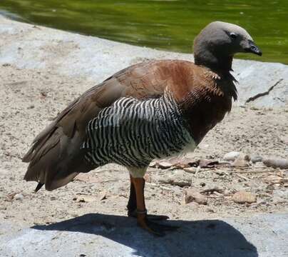 Image of Ashy-headed Goose