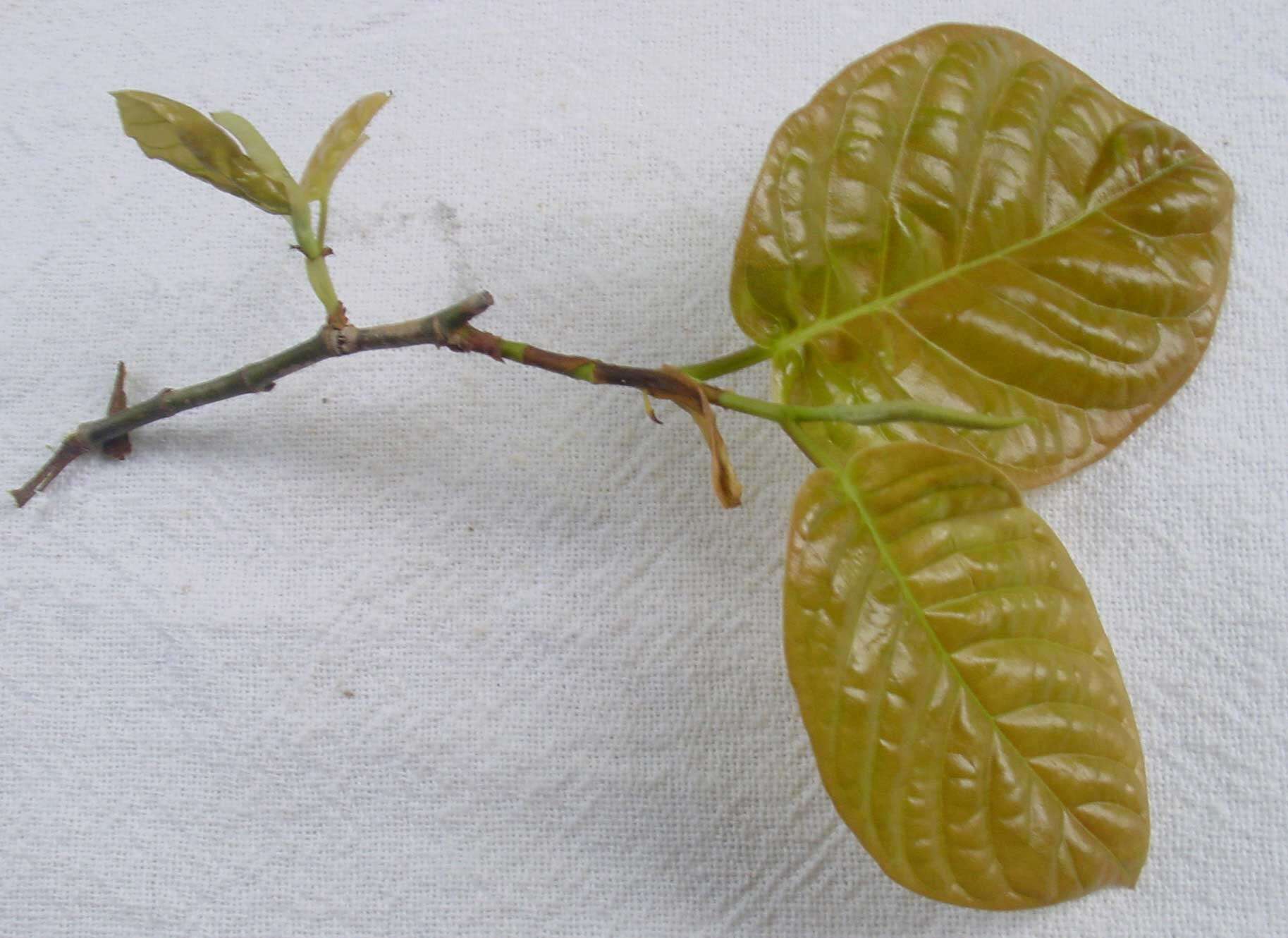 Image of Coccoloba arborescens (Vell.) Howard