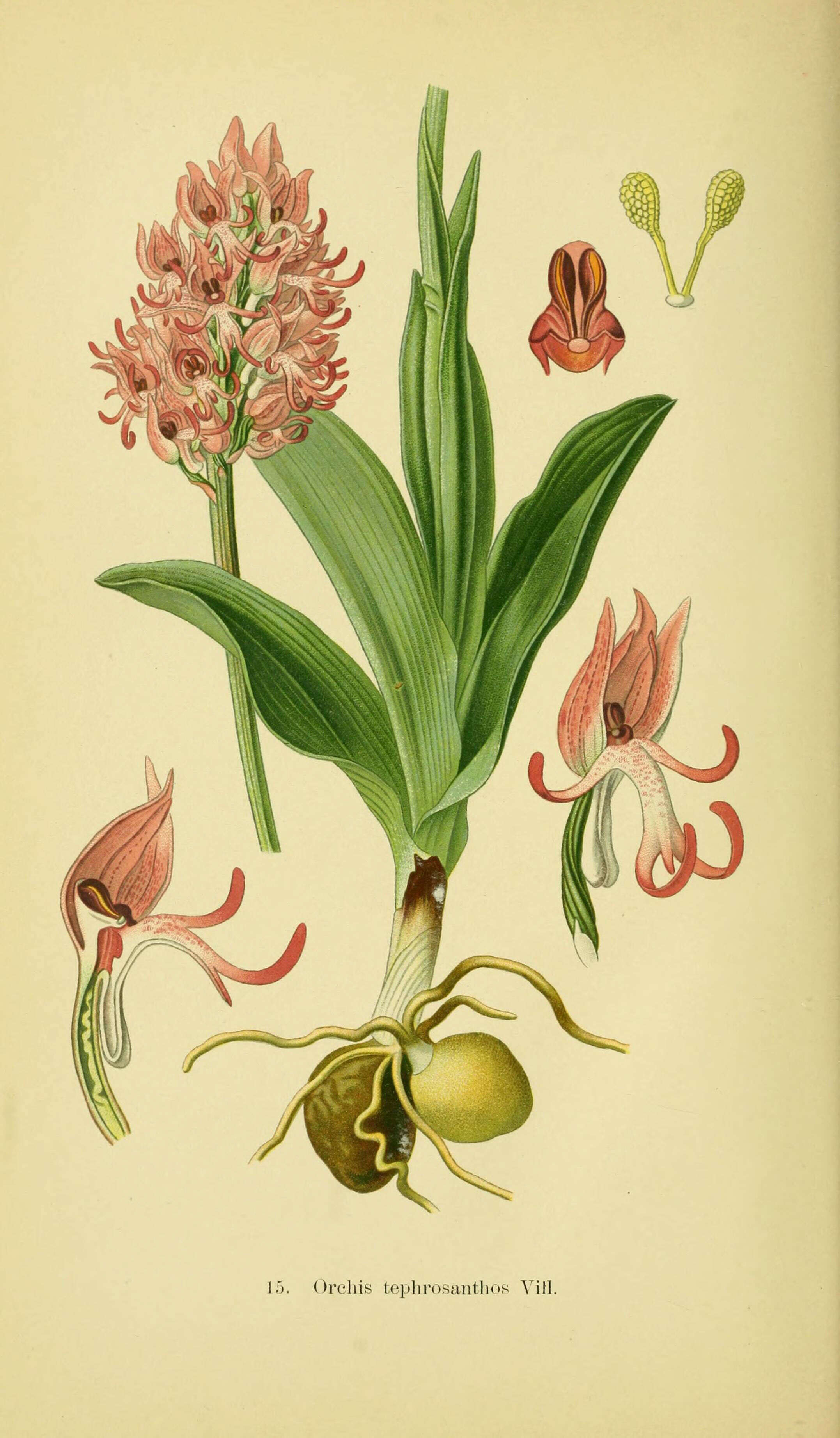 Image of Man Orchids