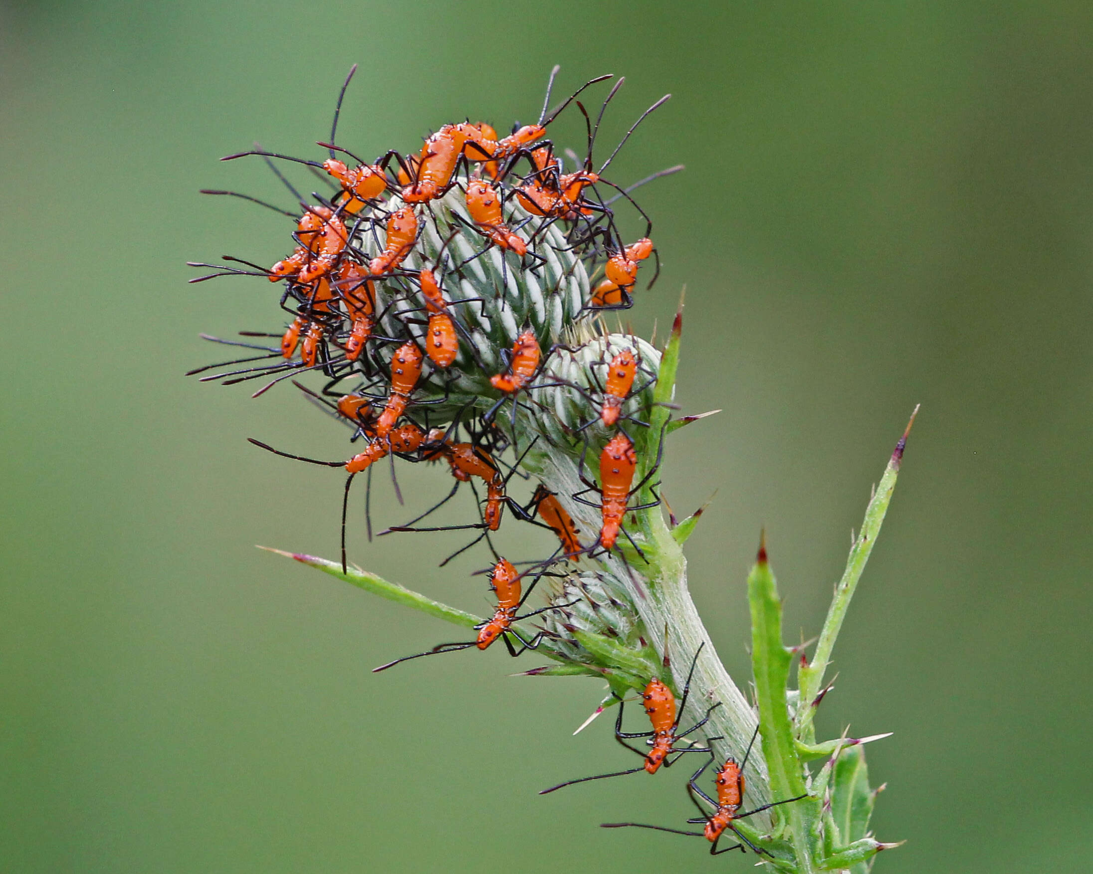 Image of Cirsium nuttallii