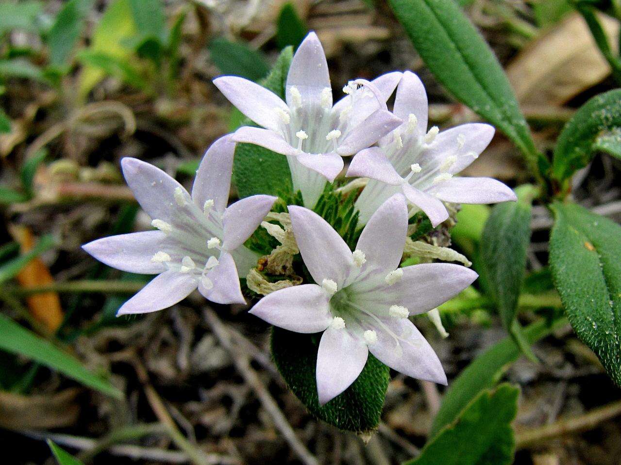 Image of Mexican clover