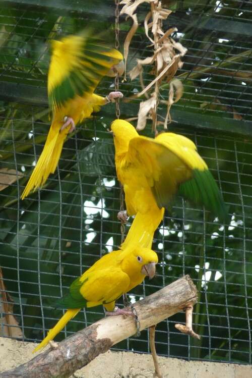 Image of Golden conure