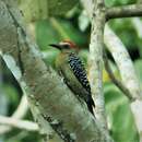 Image of Red-crowned Woodpecker