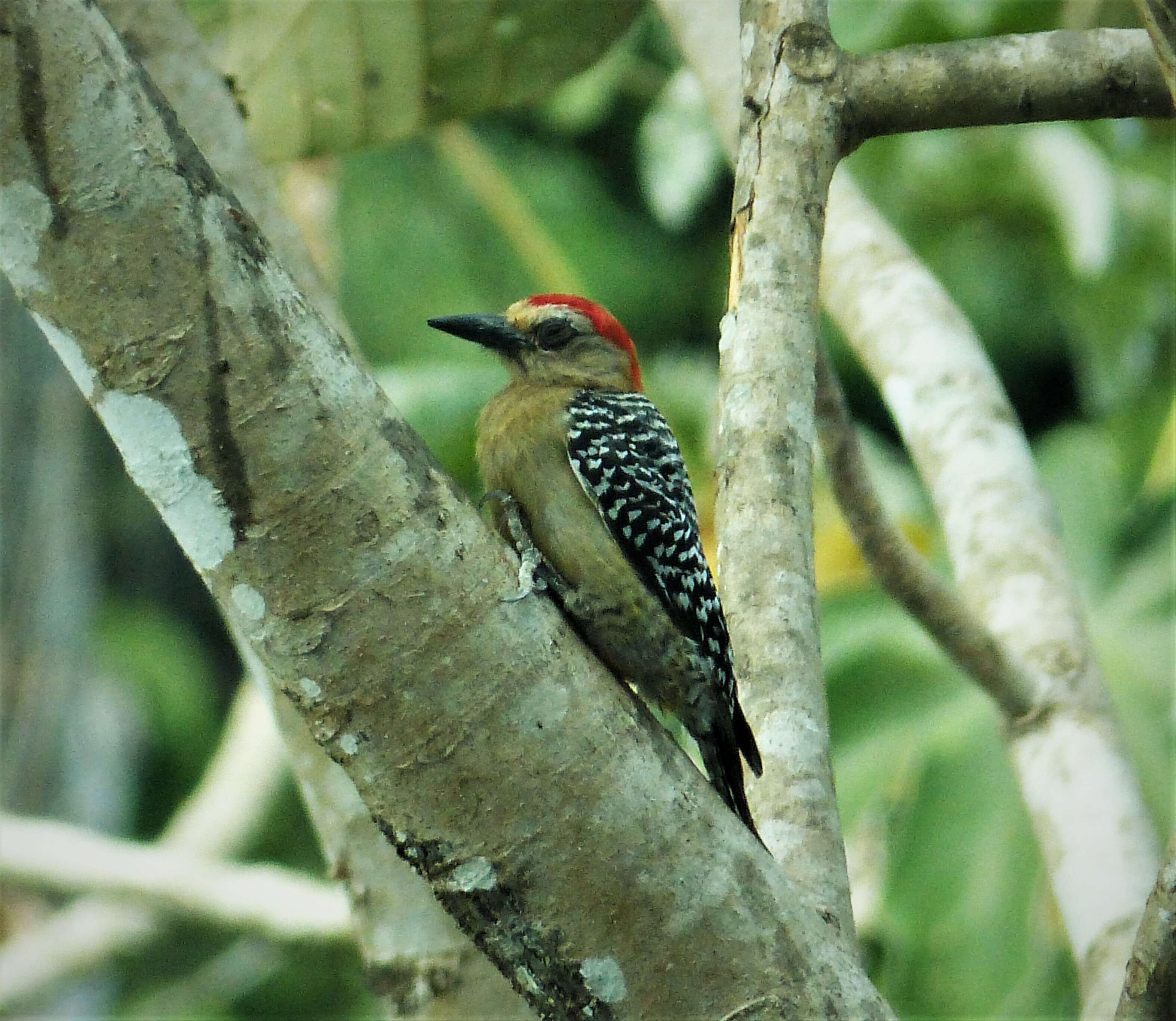 Image of Red-crowned Woodpecker