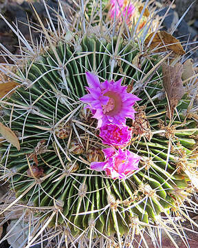 Image of Mammillaria magnimamma Haw.