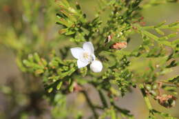 Image of Boronia occidentalis Duretto