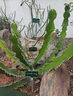 Euphorbia cactus Ehrenb. ex Boiss. resmi