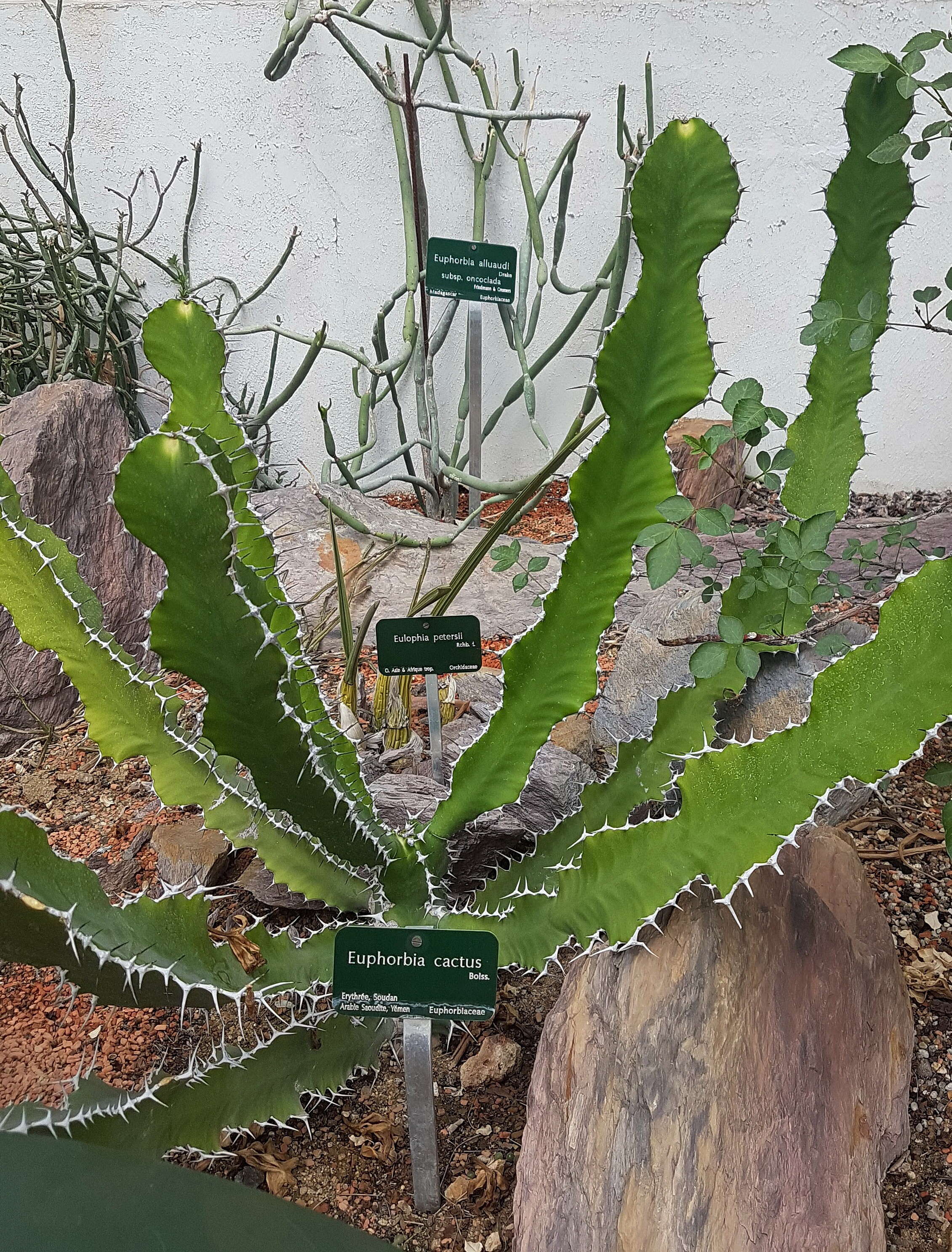 Euphorbia cactus Ehrenb. ex Boiss. resmi