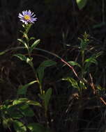 Image of aster