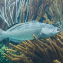 Image of Black Grouper