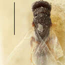 Image of Eurytoma salicis Walker 1834