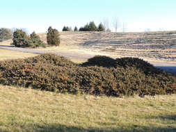 Image of Chinese Juniper