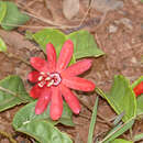 Image of Passiflora glandulosa Cav.