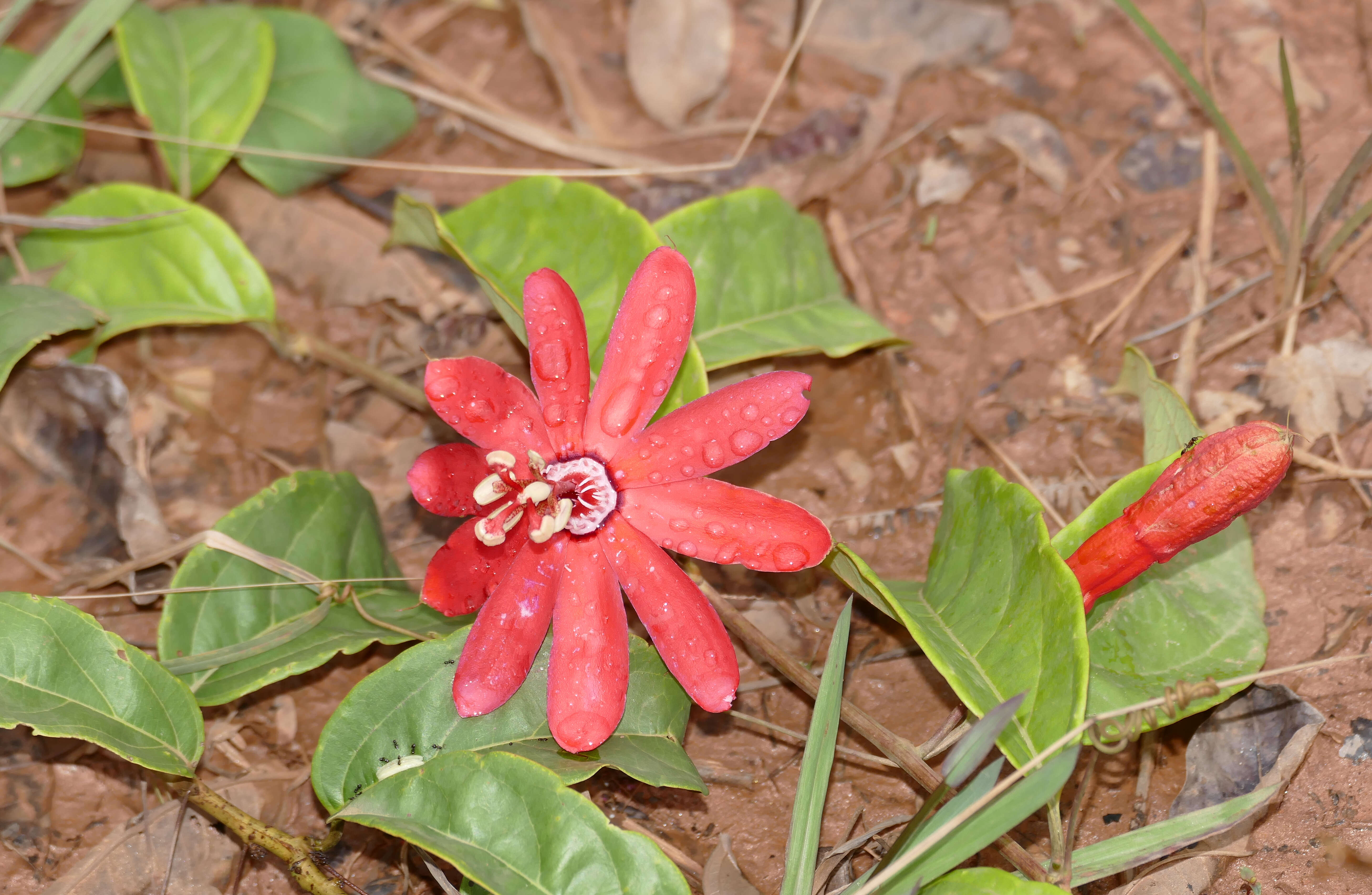 Image of Passiflora glandulosa Cav.
