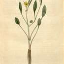 Sivun Ranunculus nodiflorus L. kuva