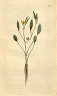 Image of Ranunculus nodiflorus L.