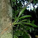 Image of Aspasia variegata Lindl.