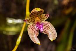 Image of Bulbophyllum anceps Rolfe