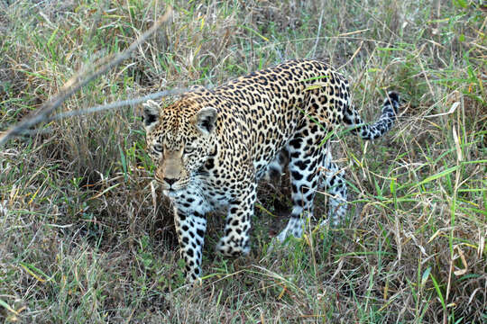 Image of big cats