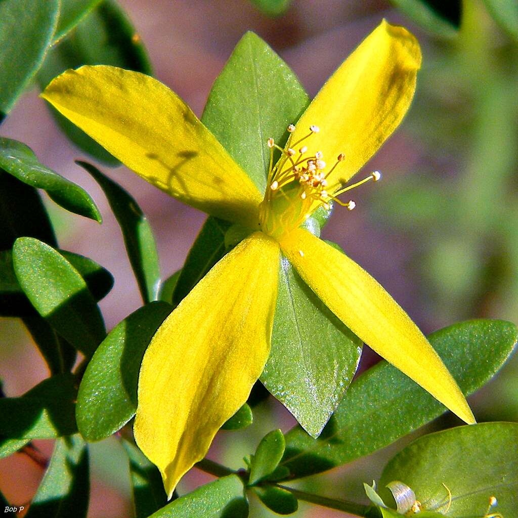 Sivun Hypericum hypericoides (L.) Crantz kuva