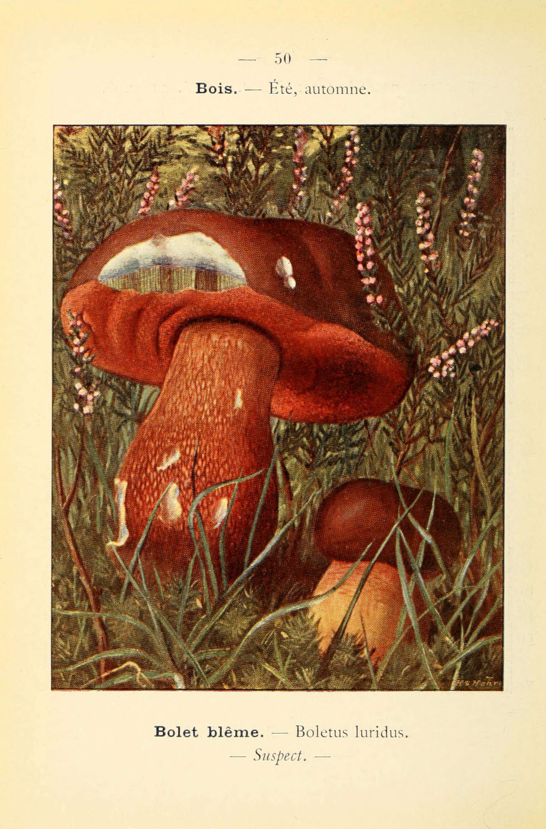 Image of Suillellus luridus (Schaeff.) Murrill 1909