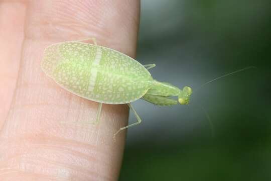 صورة Iridopterygidae