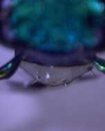 Image de Cicindela