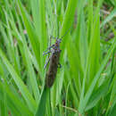 Image of Giant Salmonfly
