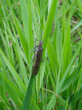 Image of giant stoneflies