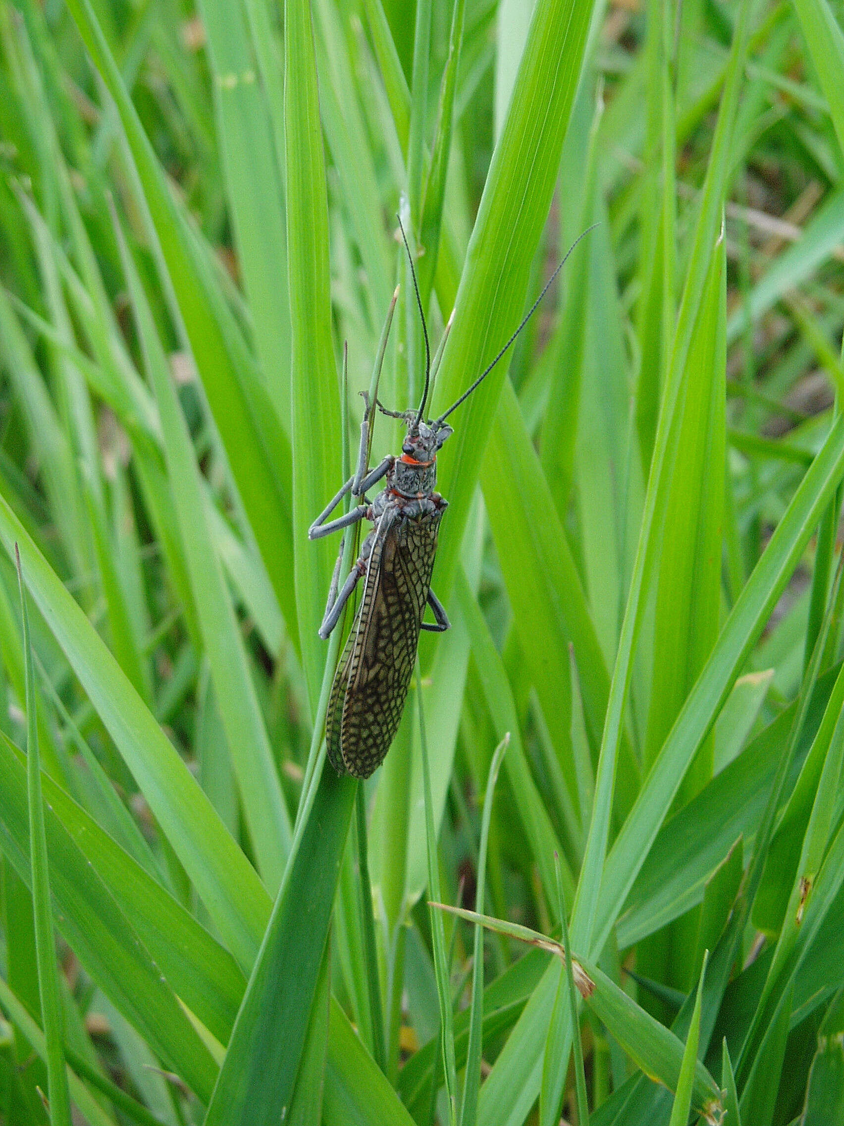 Image of stoneflies