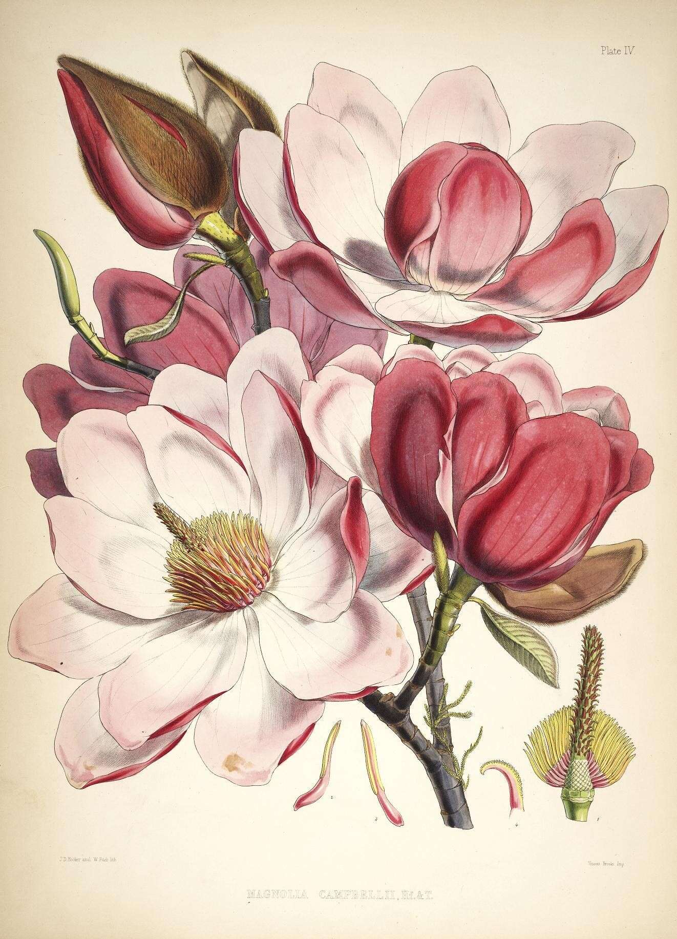 Image of Magnoliales