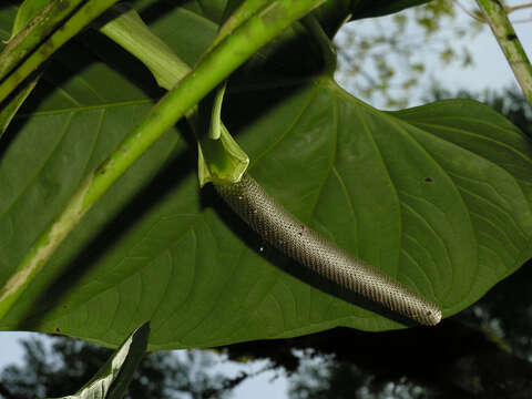 Anthurium ravenii Croat & R. A. Baker resmi