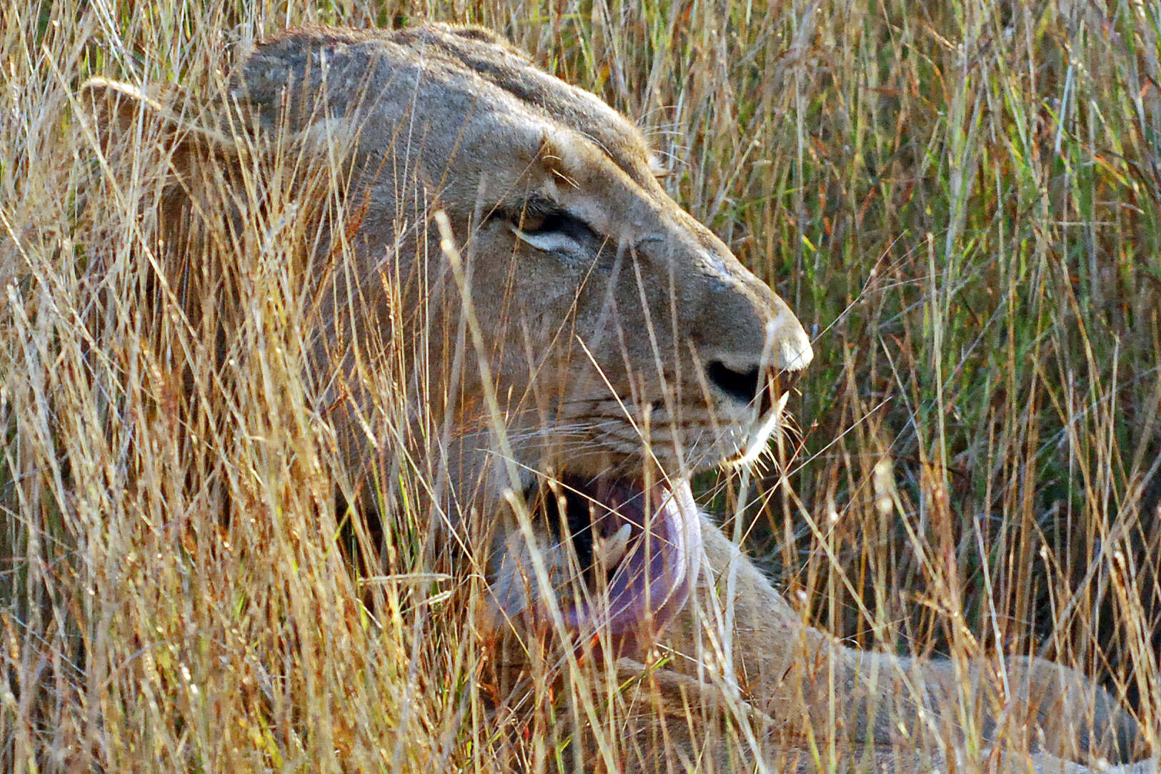 Image of big cats