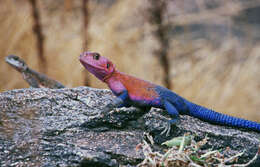 Image of Scortecci's Agama