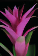 Image of bromeliads