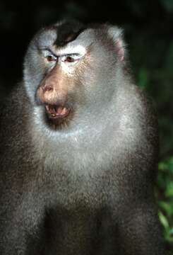 Image of Northern Pig-tailed Macaque