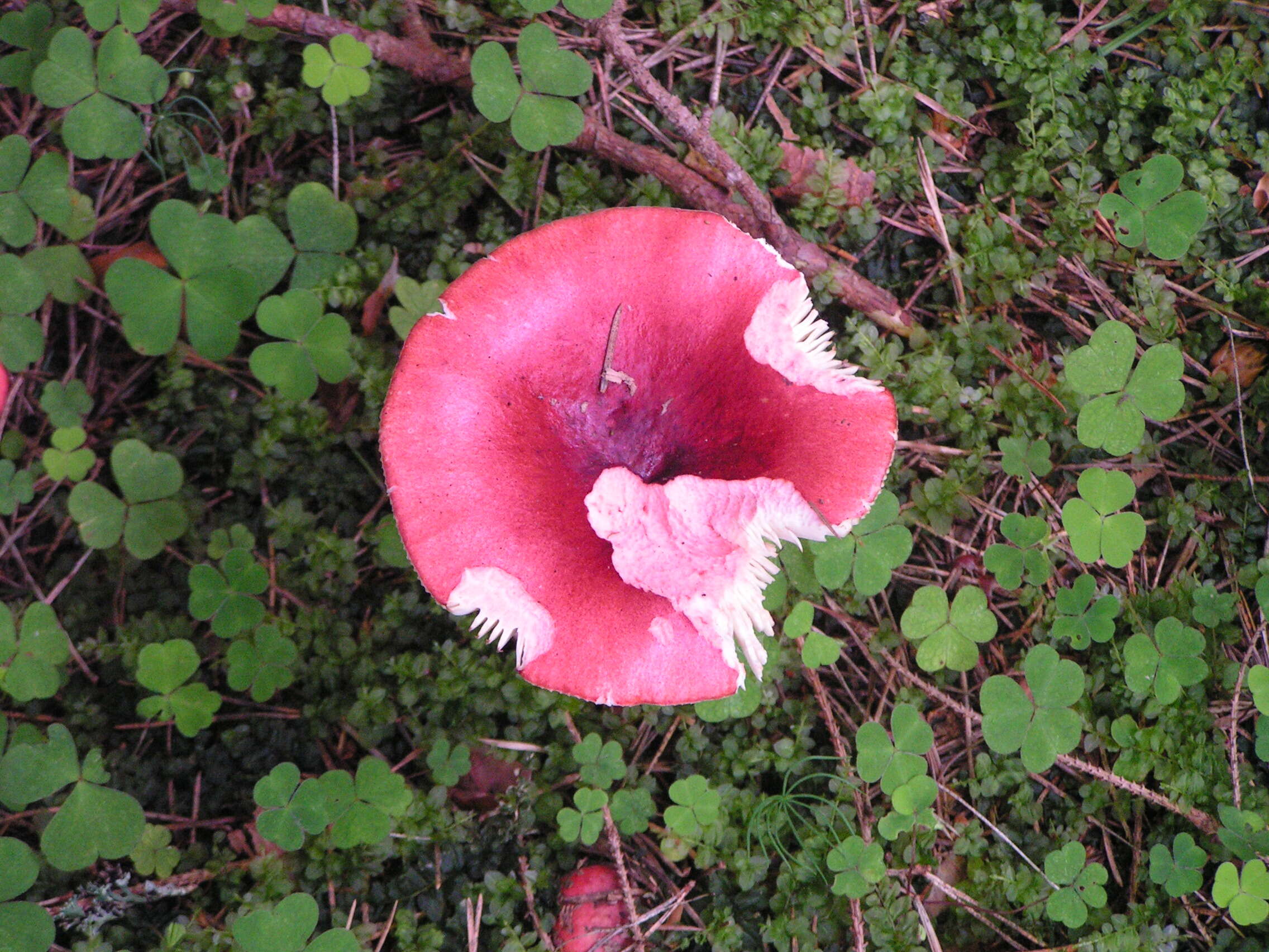 Image of Russula emetica (Schaeff.) Pers. 1796