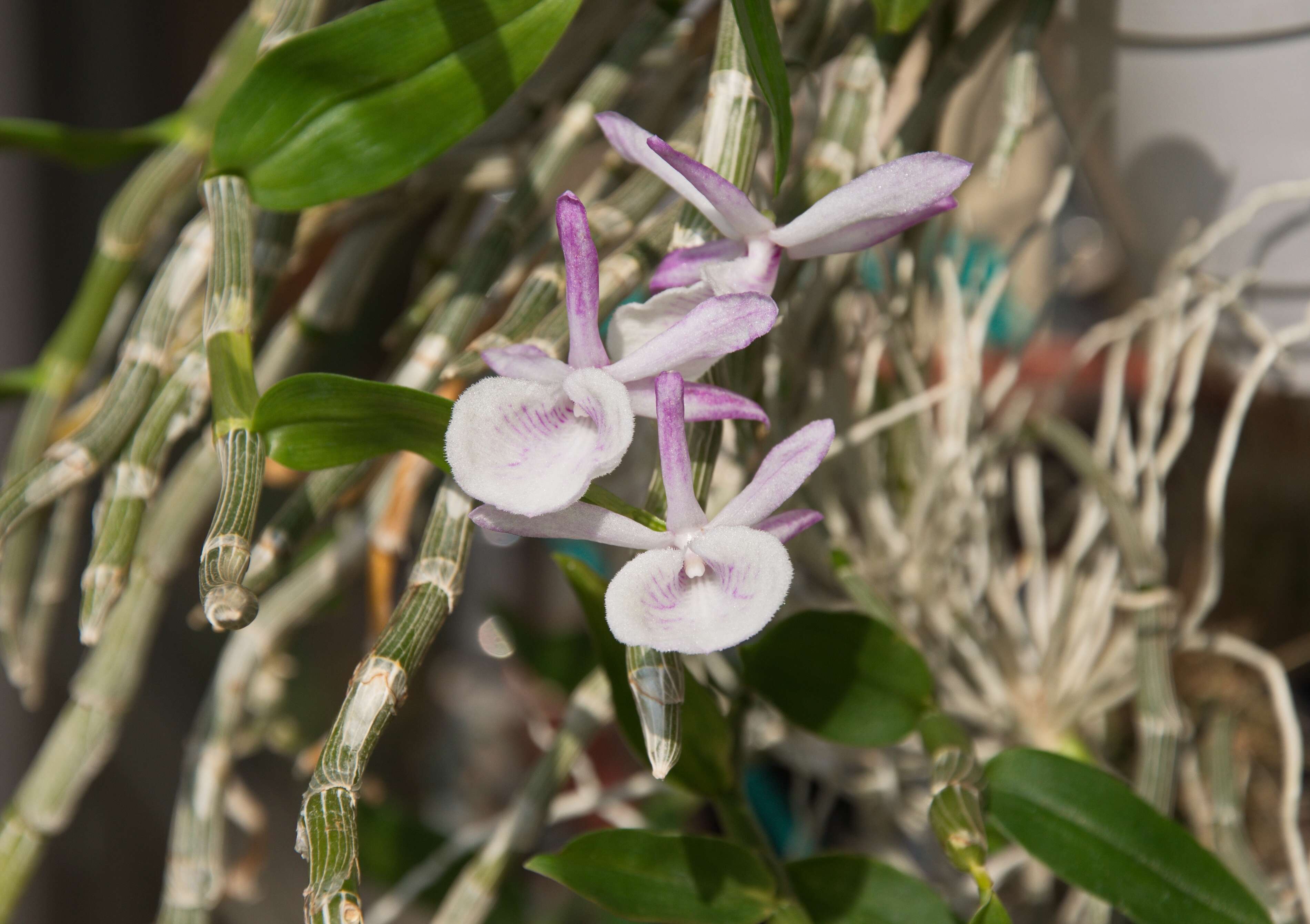 Image of Dendrobium polyanthum Wall. ex Lindl.