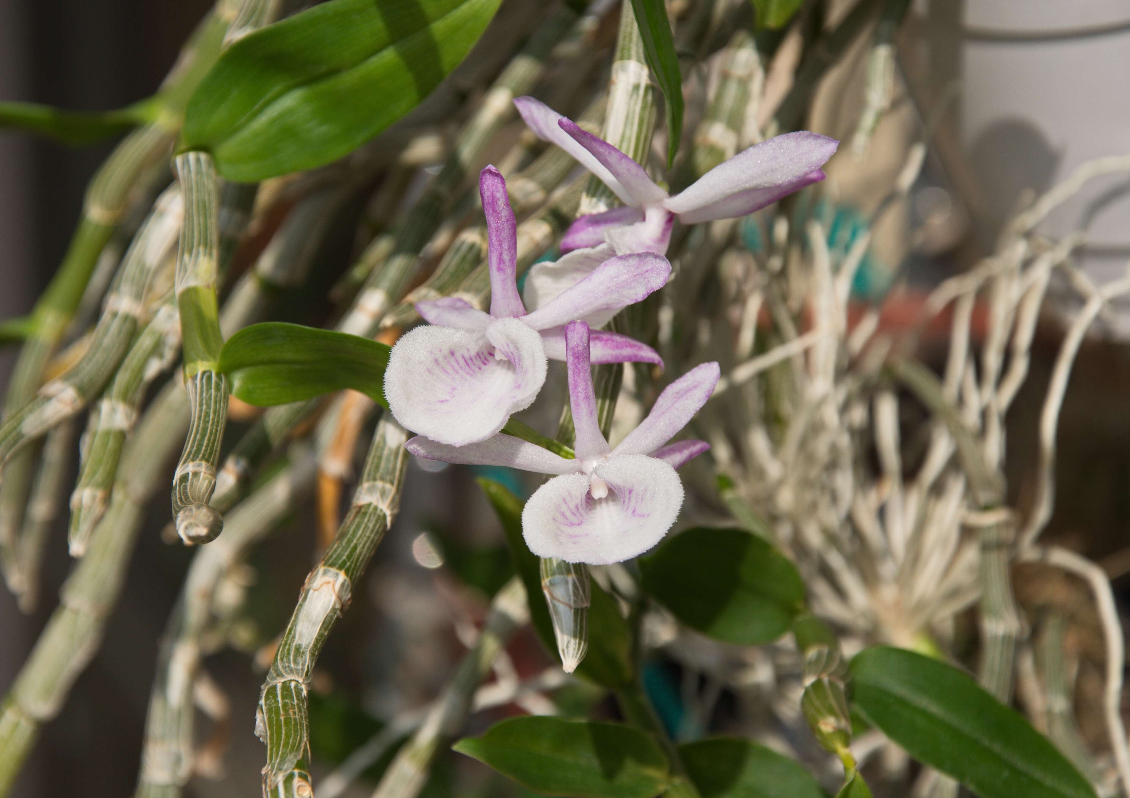 Image de Dendrobium polyanthum Wall. ex Lindl.