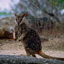 Image of Mareeba Rock Wallaby