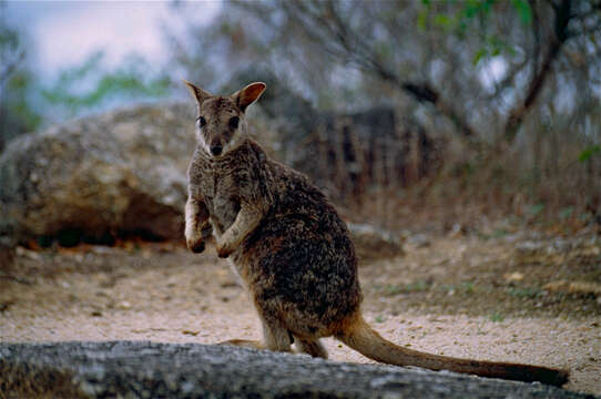 Image of Rock-wallaby