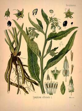 Image of comfrey