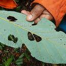 Sivun Pterygota brasiliensis F. Allem. kuva